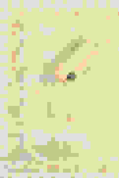 Orange Cotton Unstitched Suit Set image number 2