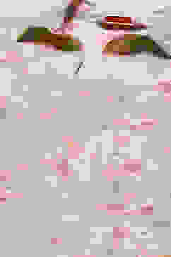 Mint Green Cotton Printed Shirt image number 1