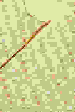 Yellow Flared Kurta Lehenga Suit Set image number 1