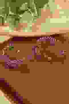 Gold Brass Earcuff image number 0