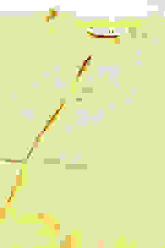 Yellow Art Silk Flared Printed Kurta with Jacket image number 1