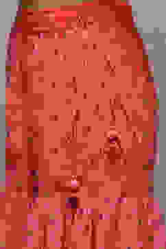 Coral Pink Cotton Blend Straight Kurta Garara Suit Set image number 2