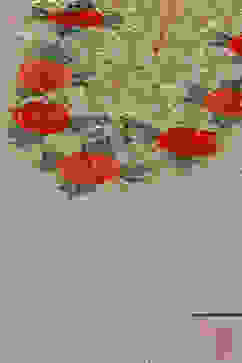 Rohit Bal Beige Silk & Cotton Flared Kurta Suit Set image number 1