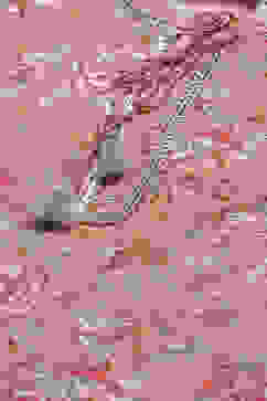 Peach Cotton Straight Printed Kurta image number 1