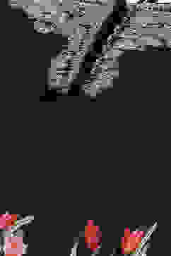 Rohit Bal Black Cotton Silk Anarkali Printed Suit Set image number 1