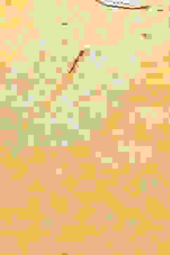 Yellow Cotton Straight Kurta image number 1