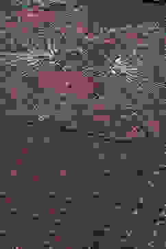 Indigo Cotton Flared Kurta image number 1