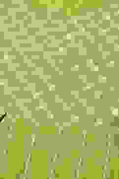 Green Rayon Straight Kurta Pant Suit Set image number 1