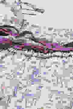 Lavender Printed Cotton Strappy Jumpsuit image number 1