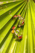 Multi Metal Brass Earrings image number 1