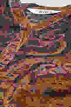 Beige LIVA Printed 2 Piece Set image number 1