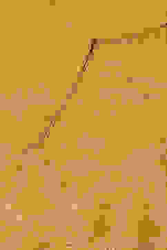 Ochre Rayon Flared 2 Piece Set image number 1