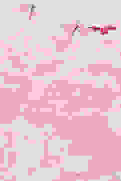 Pink White Cotton Floral Printed Kurta and Palazzo image number 1