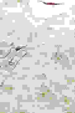 Pista Green Poly Cotton Asymmetric Set Kurta Slim Pant Suit Set image number 1