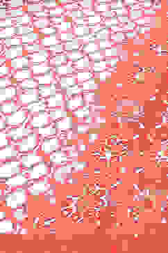 Coral Modal Straight Kurta Palazzo Suit Set image number 4